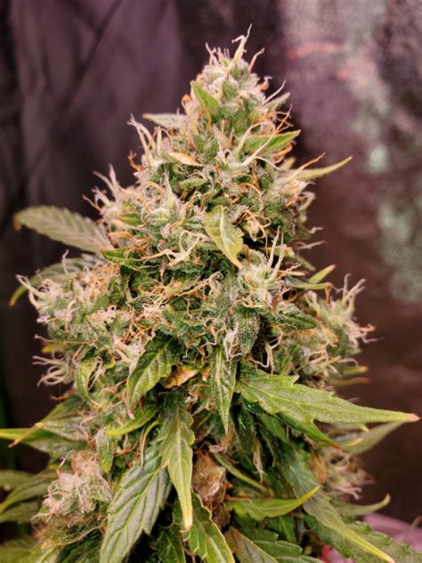 gucci autoflower|Auto Gucci Dreams Feminised Seeds .